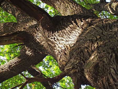 The trunk of old oak tree