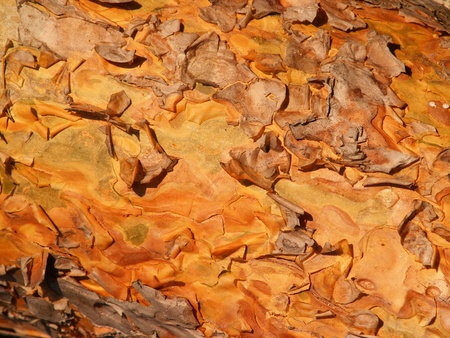 texture pine tree bark close up for backgroundの写真素材