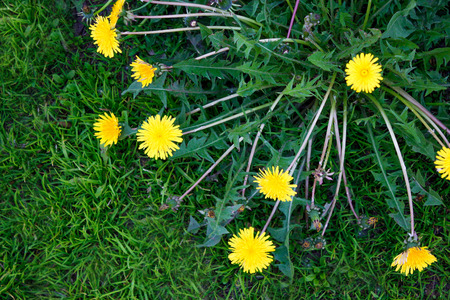 Relatie dandelions on green grass. Closeup. The view from the top.