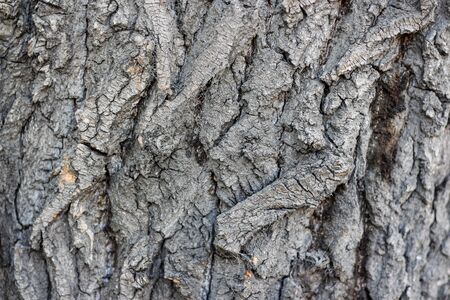 texture of the dark bark of a tree.の写真素材