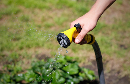 Male hand watering a green plant with water from the hose. Watering hose. Closeup.の写真素材