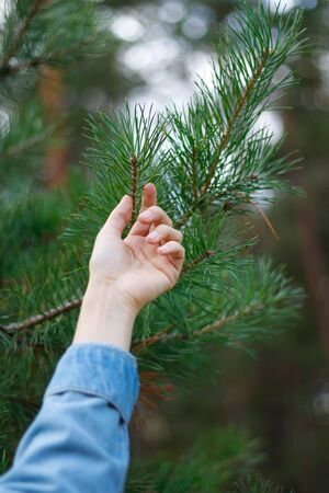 Female hand touching spruce needles. A hand touches the green pine tree.
