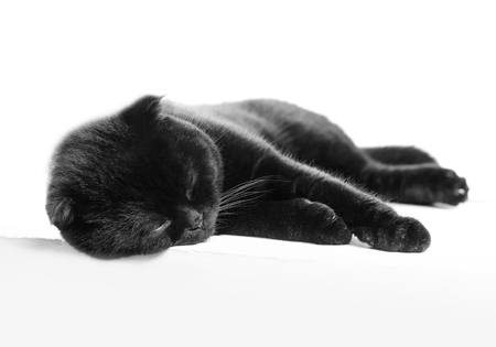 Close-up sleeping serious black Cat with Yellow Eyes in Dark. Face black Scottish fold cat with Golden eyes. Portrait of the cat.の写真素材