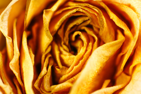 Yellow rose viewed from above. Macro. Closeup.の写真素材