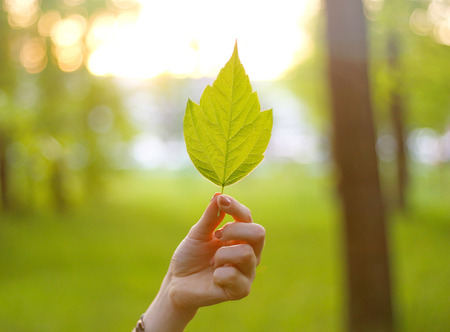 Hand holding a maple leaf in the sun. Leaf in hand in the Sunny forest.の写真素材