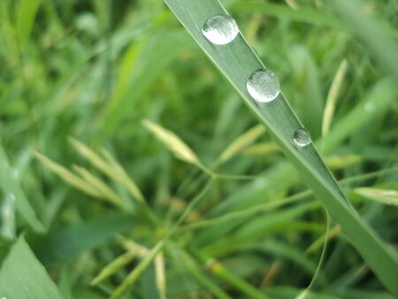 Dew is dripping down the blade of grass. Close up.の写真素材