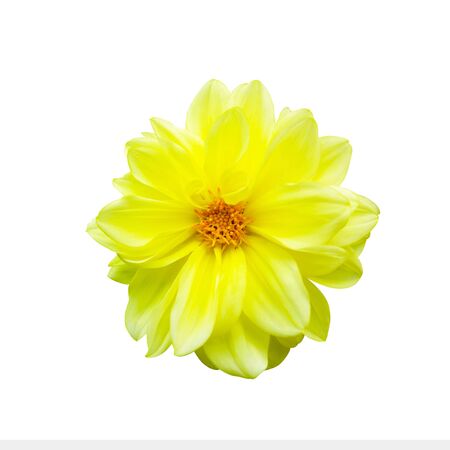 Beautiful yellow flower. Close up. Isolated on white background.の写真素材