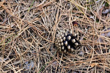 A pine cone lies on dry pine needles. Close up.の写真素材