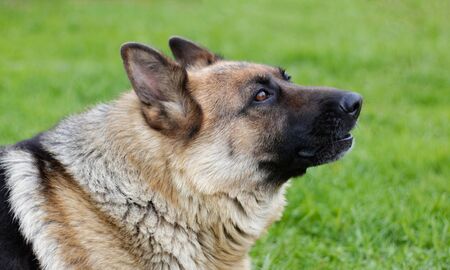 German shepherd howls. Close-up of the head of a howling dog.の写真素材