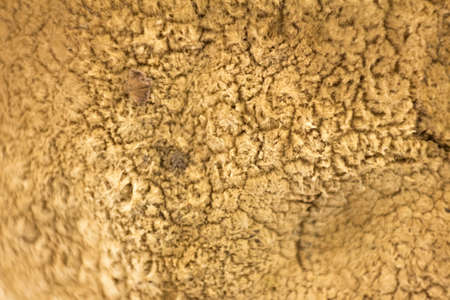 Macro photography of mushrooms. Close up.の写真素材