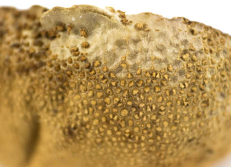 Macro photography of mushrooms. Close up.