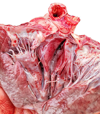 A cut heart. Anatomy of the heart.の写真素材