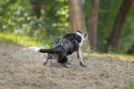 A wet dog shakes off the water. Splashes in all directions.の写真素材