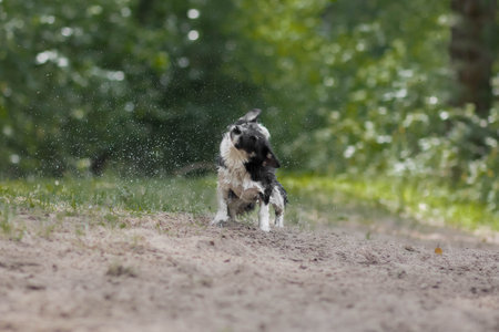 A wet dog shakes off the water. Splashes in all directions.の写真素材