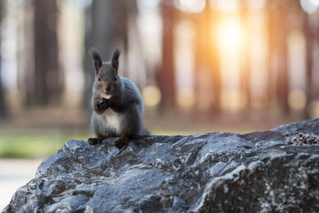 A brown squirrel eats pine nuts. closeup.の写真素材