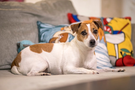 Jack Russell Terrier. A white dog with brown spots.