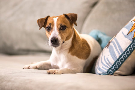 A white dog with brown spots.