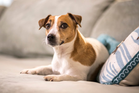A white dog with brown spots.の写真素材