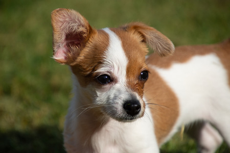 Tiny dog has  sight set on her toy
