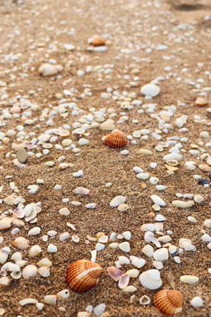 Many shells on brown sand on a beach.