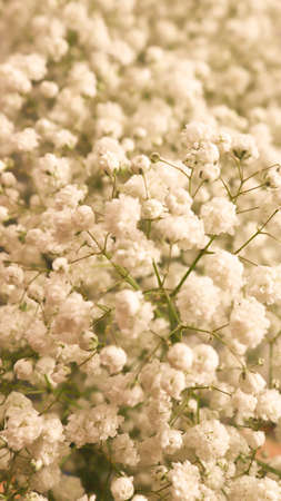 Dried flower photography. Bouquets of dried colored flowers. Paniculata and hydrangea.の写真素材