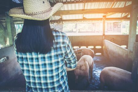 woman farmer working on check and manage pig farmの写真素材