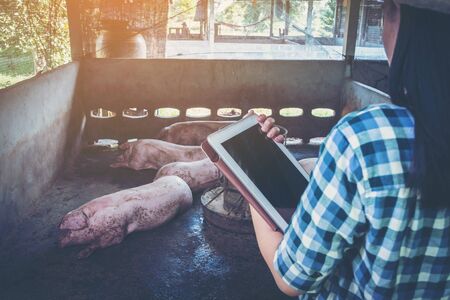 woman farmer working on check and manage pig farmの写真素材