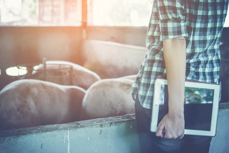woman farmer working on check and manage pig farmの写真素材