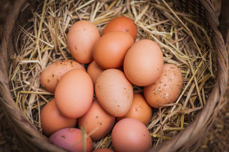 The lifestyle of the farm in the countryside, fresh eggs from the farm in the countrysideの写真素材