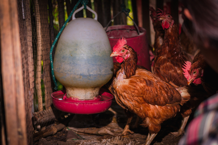 The lifestyle of the farm in the countryside, fresh eggs from the farm in the countrysideの写真素材
