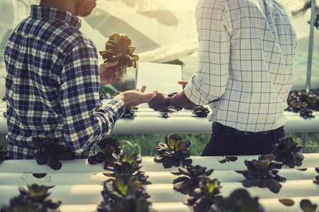 farmer inspecting hydroponic farm and observing growth vegetable Meticulously after delivered to the customerの写真素材