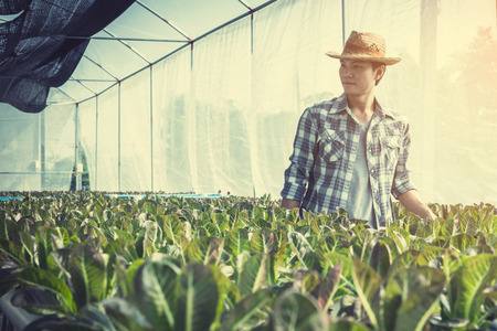 farmer inspecting hydroponic farm and observing growth vegetable Meticulously after delivered to the customerの写真素材