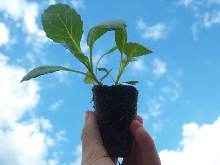 A photo of a helping hand holding a plant toward the sky. These are the kind of plants we should see...