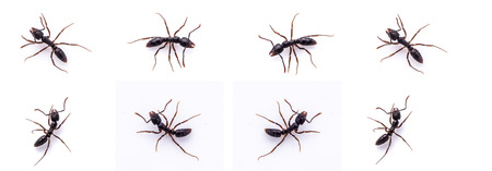 Red Antの写真素材