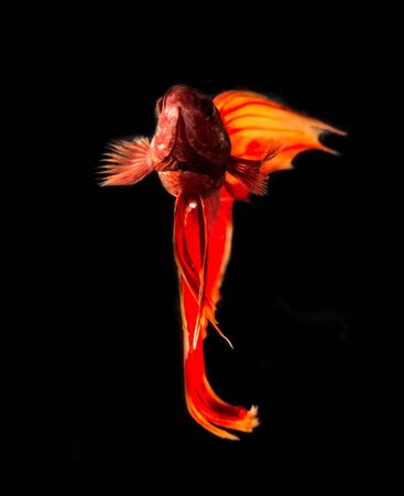 Siamese fighting fish
