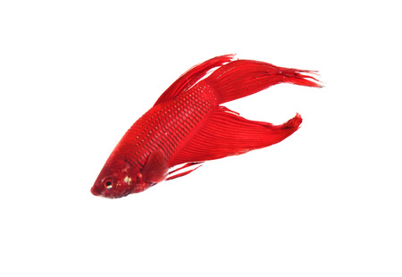 Tail bettaの写真素材