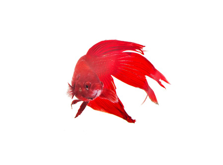 Tail bettaの写真素材