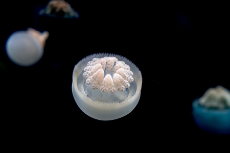 dancing jellyfish in the depths of the seaの写真素材