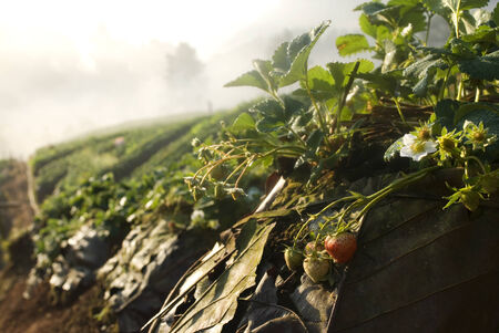 Strawberry in the garden の写真素材