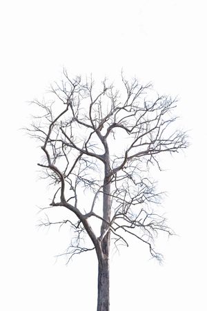 die tree in black and white styleの写真素材