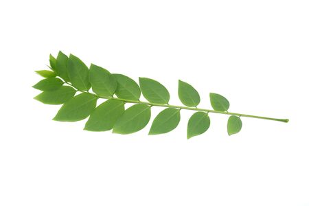 the green leaves of star gooseberry on white backgroundの写真素材