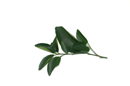the green leaves of lemon tree on white backgroundの写真素材