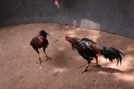 2 gamecocks  fighting on battlefieldの写真素材