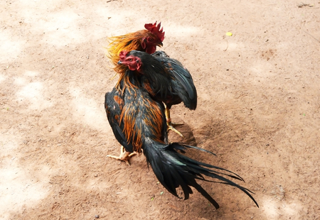 2 gamecocks are  fighting on battlefieldの写真素材