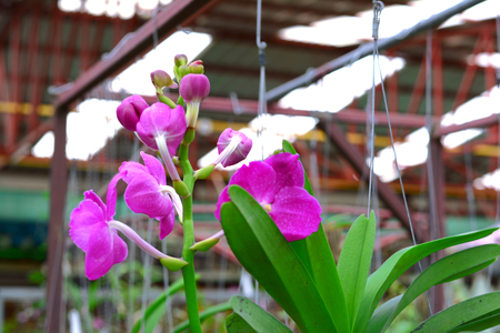purple orchids with morning light in farmの写真素材