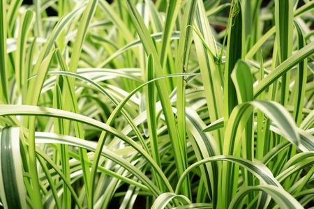Cholorophytum comosum background