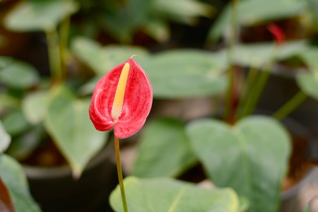 Anthurium flowersの写真素材