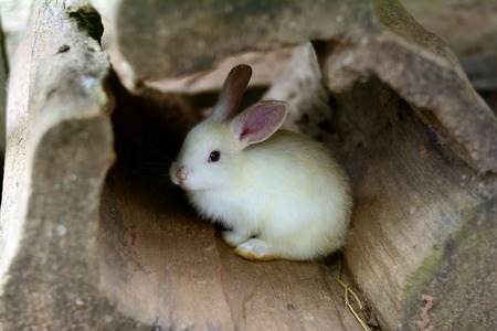 little rabbit in wood hollowの写真素材