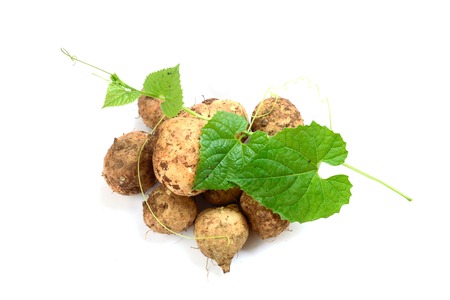 stack of wild yam with soil fraction on skin and it's green lianaの写真素材