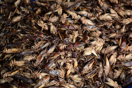 insect fried with salt  for sale at Thai-Laos marketの写真素材